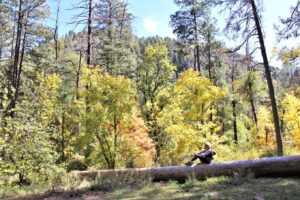 Leaves changing in Oak Creek Canyon Arizona