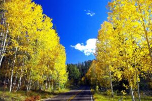 Arizona Aspen