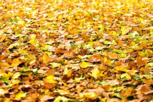 Autumn leave